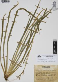 Orthrosanthus exsertus image